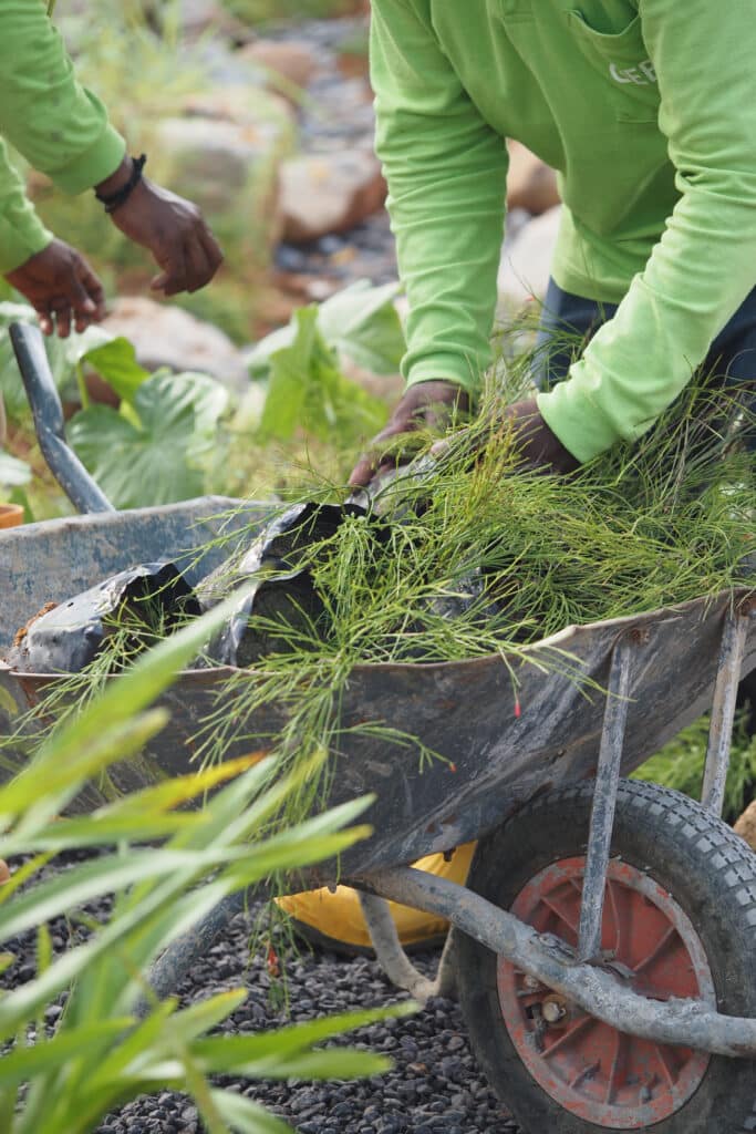 Plantation: Jardiniers et brouette remplie de jeunes pousses Mains de jardiniers en chemises vertes plantant des jeunes pousses dans une brouette rouillée. L'un remplit la brouette de plantes vertes. Logo "CEB" visible sur une chemise.