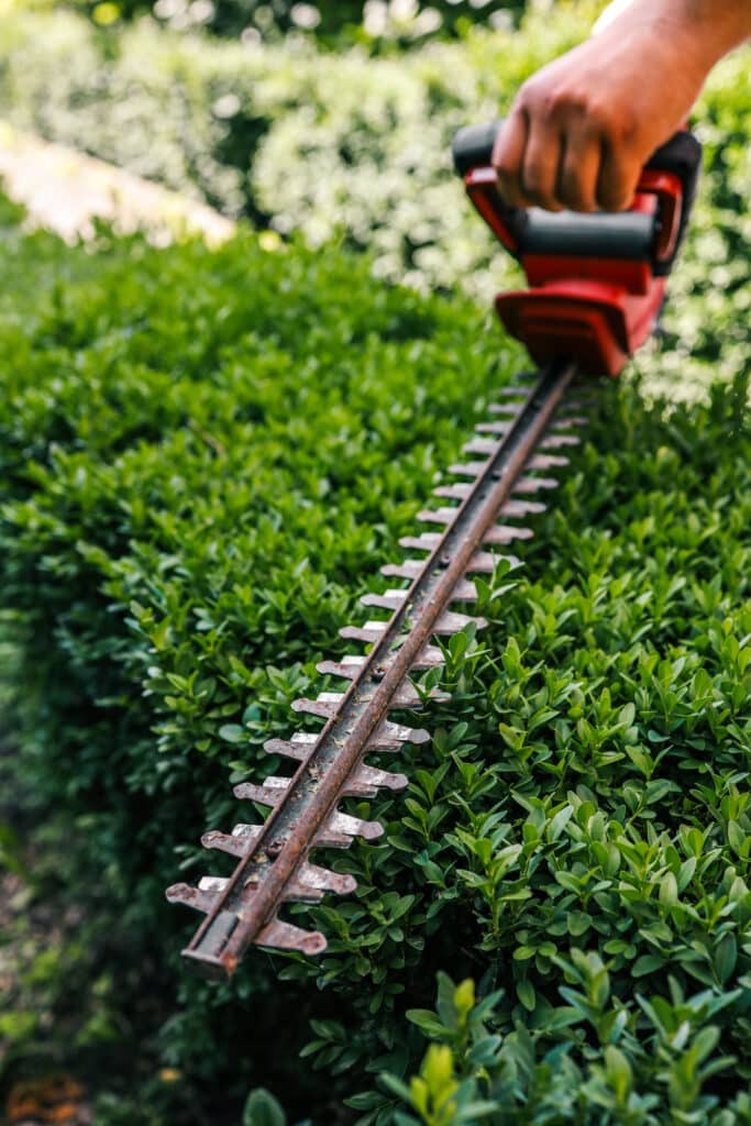 Taille-haie pour un jardin impeccable : l'entretien facile. Main utilisant un taille-haie rouge avec lame rouillée pour tailler une haie dense et verte dans un jardin ensoleillé.